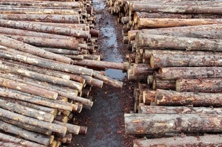 　カナダの製材所に並べられた木材＝４月（ロイター＝共同）
