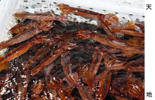 　いけすで泳ぐスルメイカ＝６月、北海道函館市