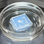 　人工的に培養したマウスの子宮組織（平岡毅大・東大病院特任研究員提供）