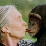 　チンパンジーにキスするジェーン・グドールさん＝１９９７年１２月、ケニア（ＡＰ＝共同）