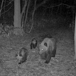 　１日夜、札幌市南区の市街地に近い林道を歩くヒグマの親子（札幌市提供）