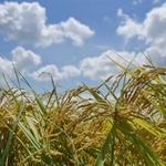 　収穫期を迎えたコメ＝８月、新潟県三条市