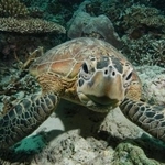 　アオウミガメ（（Ｃ）Ｎｉｃｈｏｌａｓ　Ｊ　Ｐｉｌｃｈｅｒ、ＩＵＣＮ）