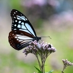 　フジバカマの花に止まるアサギマダラ＝１２日午前、鳥取県伯耆町