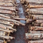 　カナダの製材所に並べられた木材＝４月（ロイター＝共同）