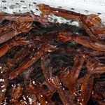 　いけすで泳ぐスルメイカ＝６月、北海道函館市