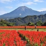 　「とっとり花回廊」で見頃を迎えたサルビア。奥は大山＝１１日、鳥取県南部町