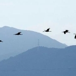 　鹿児島県出水市の出水平野に、今季初めて飛来したツル＝２１日午前（鹿児島県ツル保護会提供）
