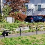 　盛岡市中心部の盛岡城跡公園近くの中津川河川敷から、住宅街に向かうクマ＝２３日午前