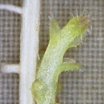 　トウモロコシの根に寄生した寄生植物の「ストライガ」（右、奈良先端科学技術大学院大提供）