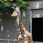 　名古屋市の東山動植物園で飼育していた雄のアミメキリン「トリノ」＝６月（同園提供）