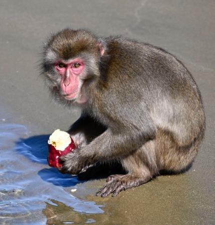 海洋堂 サル a_19665425.jpg