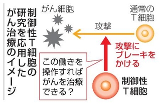 　制御性Ｔ細胞の研究を応用したがん治療のイメージ