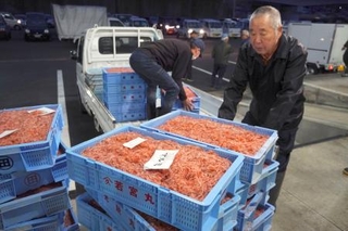 　初競りで競り落とされ、トラックに積み込まれるサクラエビ＝５日早朝、静岡市の由比漁港