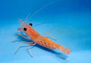 　茨城県水産試験場が養殖に成功したボタンエビ＝８月、同県ひたちなか市（同試験場提供）