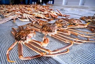 　ズワイガニ漁が解禁され、越前漁港に並んだ「越前ガニ」＝６日午後、福井県越前町