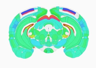 　活動のピークとなる時間帯を色分けしたマウスの脳の断面図（上田泰己東大教授提供）