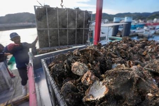 　広島県呉市沖で水揚げされた養殖カキ。大量死の影響でほとんどが商品にならないという＝１８日午前