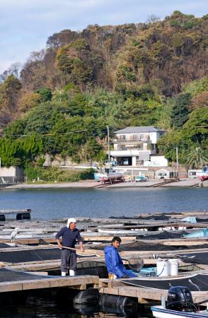 　大分市佐賀関の火災現場近くの漁港で、いけすから関サバを引き揚げる漁業者＝２０日午前９時５２分
