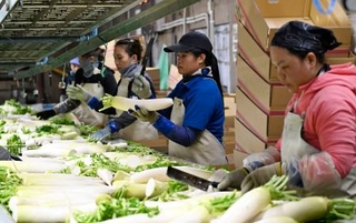 　大根の出荷作業をする外国人労働者＝１０月、北海道浦幌町