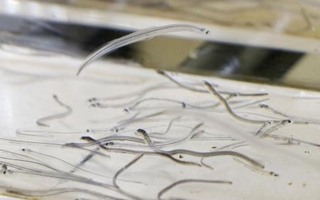 　シラスウナギ＝２０２４年７月、鹿児島県和泊町