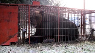 　箱わなにかかったヒグマ＝２５日午前、北海道苫前町（林豊行さん提供）