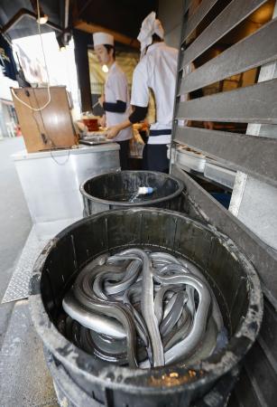 　ウナギ料理店のニホンウナギ＝２３日、東京都目黒区