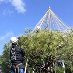 　兼六園で始まった「雪づり」の作業＝１日午前、金沢市