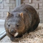 　大阪府池田市の五月山動物園のウォンバット「ウーメラ」（池田市提供）