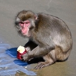 　海水でイモを洗って食べる幸島のサル＝３日午前、宮崎県串間市