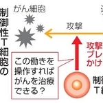 　制御性Ｔ細胞の研究を応用したがん治療のイメージ