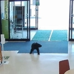 　青森県西目屋村田代の村役場ロビーに、体当たりしながら自動ドア２カ所を通過し侵入した子グマ＝４日午前（同役場提供）