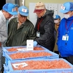 　初競りにかけられるサクラエビを品定めする仲買人ら＝５日早朝、静岡市の由比漁港