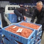 　初競りで競り落とされ、トラックに積み込まれるサクラエビ＝５日早朝、静岡市の由比漁港