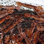 　いけすで泳ぐスルメイカ＝６月、北海道函館市