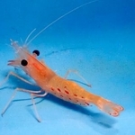 　茨城県水産試験場が養殖に成功したボタンエビ＝８月、同県ひたちなか市（同試験場提供）