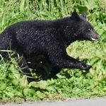 　盛岡市中心部の河川敷を移動するクマ＝１０月