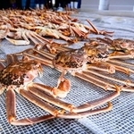 　ズワイガニ漁が解禁され、越前漁港に並んだ「越前ガニ」＝６日午後、福井県越前町
