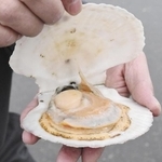 　北海道で水揚げされたホタテ＝２０２１年