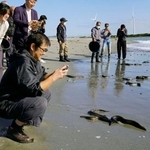 　天竜川河口に放流したウナギを見守る養鰻業関係者ら＝７日午前、浜松市