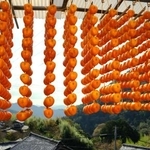 　最盛期を迎えた串柿作り＝７日午前、和歌山県かつらぎ町