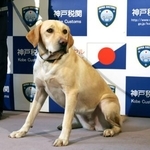 　神戸空港で有害薬物の臭いをかぎ分けた麻薬探知犬「ハードル号」＝７日午後、神戸市