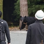 　市街地にとどまるクマ＝１０月、盛岡市