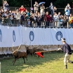 　「鹿の角きり」で、赤い旗を持ってシカを追い込む勢子ら＝８日午後、奈良市