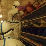 　２０２４年１２月、愛媛県西条市で発生した鳥インフルエンザの殺処分作業（同県提供）