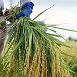 　収穫されたコメ＝８月、新潟県三条市