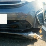 　秋田市内の国道でクマと衝突し、破損した車（秋田県警提供、画像の一部が加工されています）