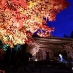 　国宝「白水阿弥陀堂」の庭園で見頃を迎えた、紅葉のライトアップの試験点灯＝１３日午後、福島県いわき市