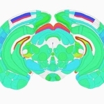 　活動のピークとなる時間帯を色分けしたマウスの脳の断面図（上田泰己東大教授提供）