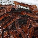 　漁港に戻った漁船のいけすで泳ぐスルメイカ＝６月、北海道函館市